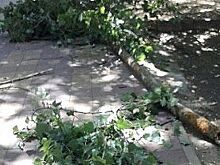 Дерево чуть не убило двух пешеходов в Ставрополе