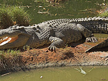 Как крокодилы реагируют на музыку