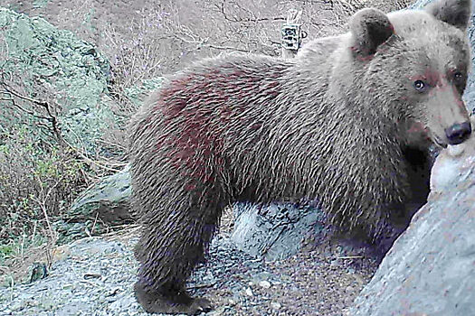 Подписаны приказы об отстреле 15 бурых медведей в Красноярском крае