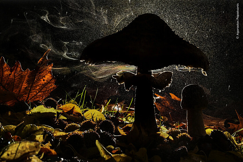Победитель конкурса «Растения и грибы» «Последнее дыхание осени» Гора Олимп, Пиерия, Греция. Грибы-зонтики рассеивают споры из-под шляпок