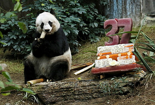 Скончалась старейшая панда в мире