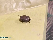 Клещи стали чаще нападать на жителей Пензенской области