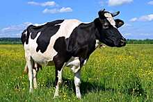 Почему коровы, надышавшиеся дымом, производят меньше молока