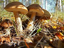 Эксперт Рудаков спрогнозировал неудачный грибной сезон из-за засушливой погоды