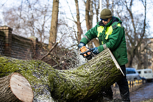 Мэрия: в районе Невского без разрешения вырубили 605 деревьев