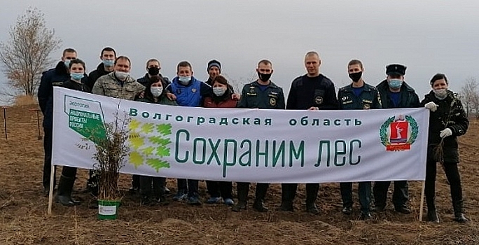 В Волгоградской области высадили 4 тысячи молодых деревьев