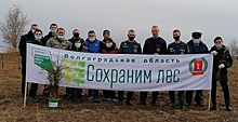 В Волгоградской области высадили 4 тысячи молодых деревьев