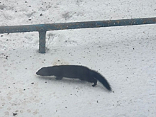 Пушной зверек забежал на территорию завода в Новокузнецке