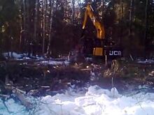 Экопоселенцы под Костромой объявили войну вырубке леса, где живут