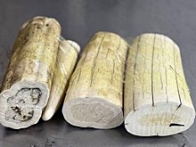 Читинские таможенники задержали туристку с бивнями моржа в нижнем белье