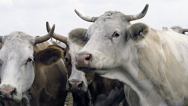 Разработан метод диагностики опасной инфекции коров