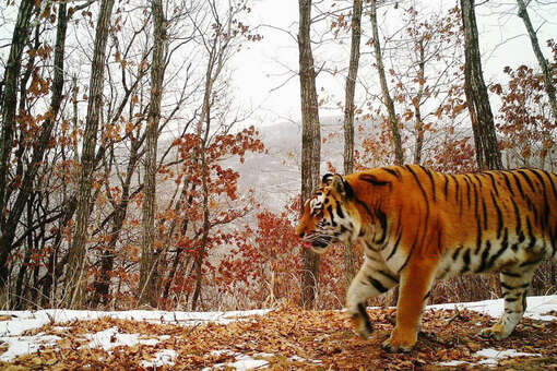 В Амурской области тигр зрастерзал двух собак на окраине села