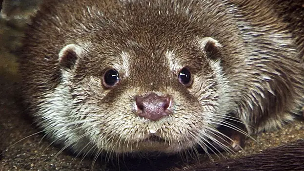 В Подмосковье речные выдры начали готовиться к зиме