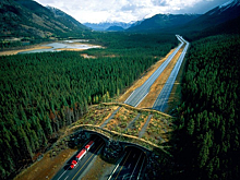 Экодук: сооружение, сохраняющее жизни