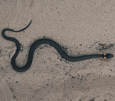 Мужчина оказался в реанимации после укуса змеи