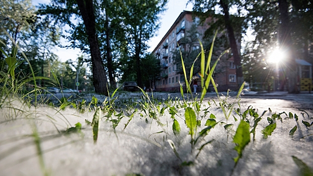 Климатологи предрекли исчезновение тополиного пуха в Москве через 10 лет