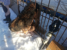 Спасатели помогли собаке, застрявшей в заборе садоводства в Ступине