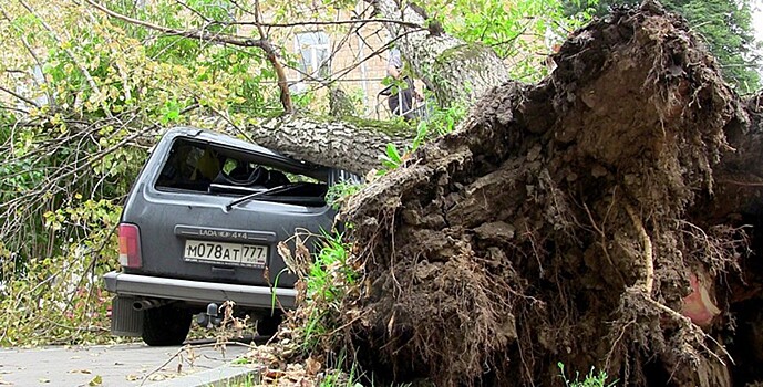 Упавшее дерево задавило пенсионерку в Ленобласти