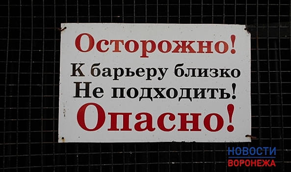 В Воронеже введен карантин по птичьему гриппу