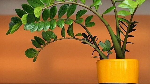 Комнатные цветы, которые обладают денежной энергией