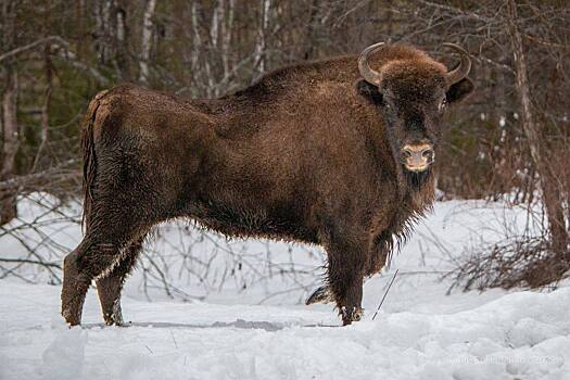 Беловежские зубры нашли новый дом в Башкирии