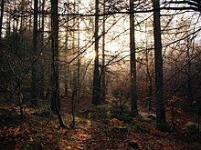 Еще 28 заблудившихся человек вывели из леса спасатели лесхоза Подмосковья