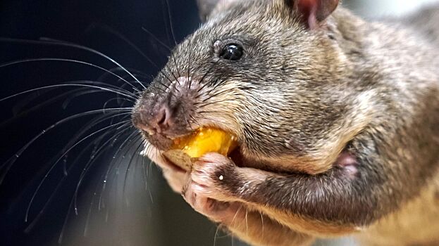 Крыса напугала ведущую теленовостей и чуть не сорвала эфир