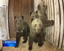В Уфимском вольере вышли в свет четверо медвежат