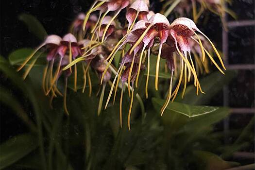 Редкое «птичье яйцо» расцвело в Москве