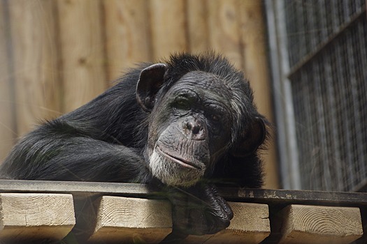 Биологи развенчали миф о суперсиле шимпанзе