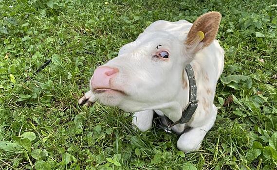 В Курской области некоторые районы уклоняются от участия в конкурсе «Курская бурёнка»