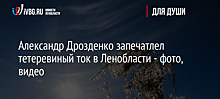 Александр Дрозденко запечатлел тетеревиный ток в Ленобласти - фото, видео