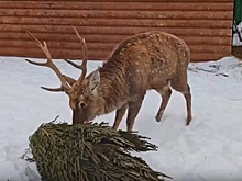 Деликатес, забава, украшение: обитателям ивановского зоопарка подарили более 100 елок