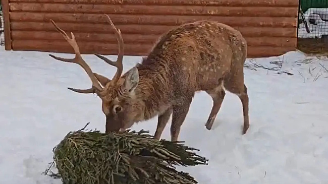 Деликатес, забава, украшение: обитателям ивановского зоопарка подарили более 100 елок