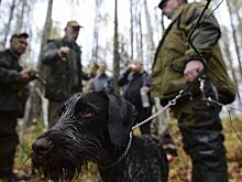 В Красноярском крае начинается осенний сезон охоты