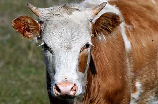 В Емельяновском районе введён карантин по лейкозу крупного рогатого скота