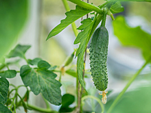 Огурец - молодец! Полезные свойства огурцов и рекомендации по их выращиванию