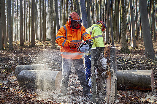 Первые 20 тысяч деревьев высадили сотрудники S7 для восстановления сибирских лесов