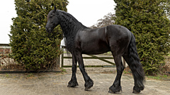 Кудри, пятна и уши-крючки: самые необычные и красивые лошади со всего мира