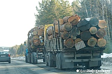 Массовой вырубкой деревьев в Дегтярске займется полиция