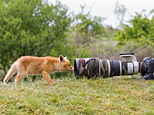 Лис украл камеру у туристов — этот момент попал на видео и разошелся по Сети