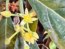 Авокадо зацвело в Аптекарском огороде впервые в XXI веке