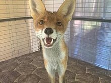 В нацпарке "Куршская коса" показали возмужавшего лисёнка-подкидыша