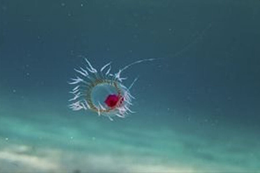 Биологи раскрыли секрет "бессмертного" вида медуз