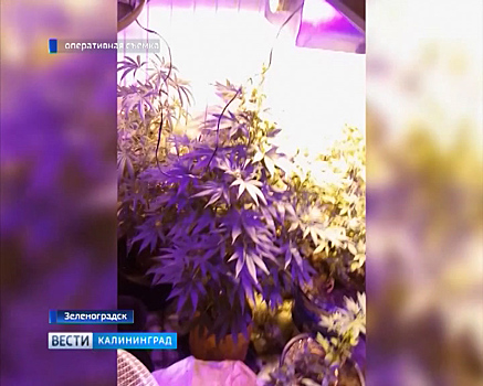 В Зеленоградске накрыли лабораторию по производству марихуаны