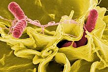 The Lancet выпустил статью об убивающих людей бактериях