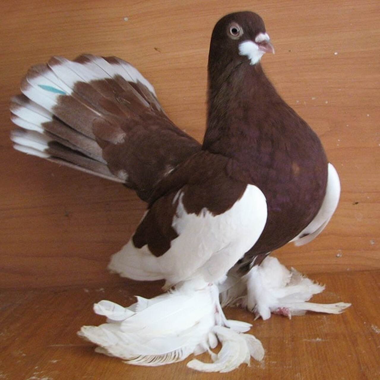 Редкие породы голубей