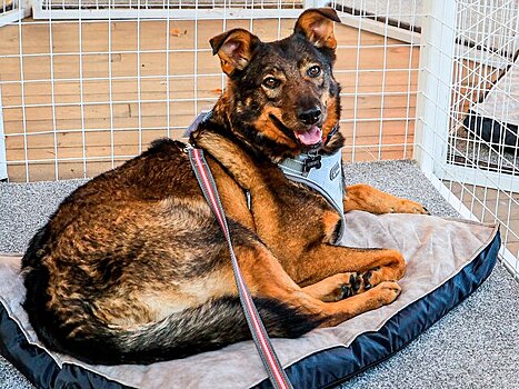 Эксперт Сафонова: объявления о пропаже питомца нужно развешивать в радиусе 1 км от дома