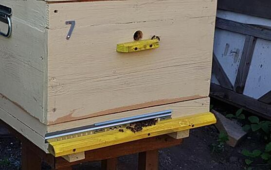 Курских пчеловодов обязали промаркировать ульи до 1 сентября