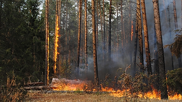 В Латвии не могут потушить лесной пожар